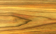 canary wood sapwood